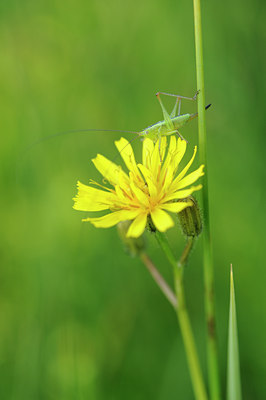 BUITEN BEELD Foto: 131360