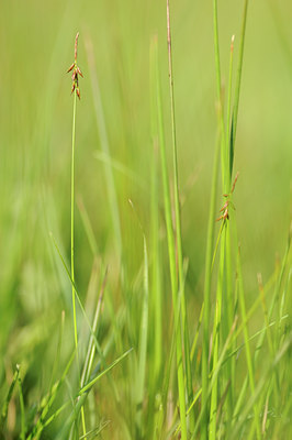 BUITEN BEELD Foto: 131362
