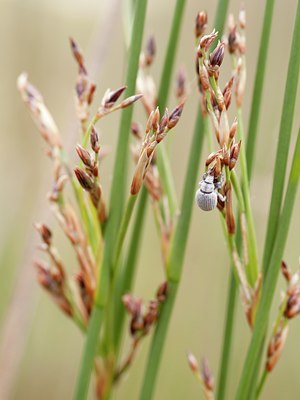 BUITEN BEELD Foto: 131440