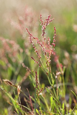 BUITEN BEELD Foto: 131444