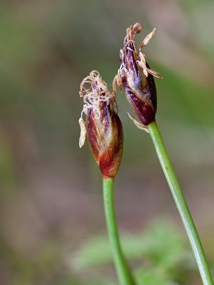 BUITEN BEELD Foto: 131446