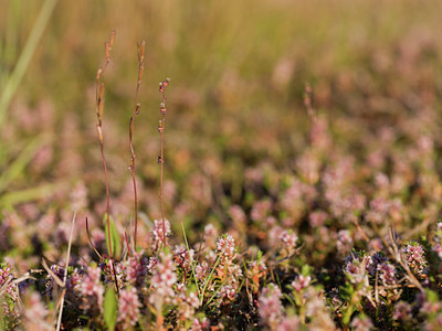 BUITEN BEELD Foto: 131461