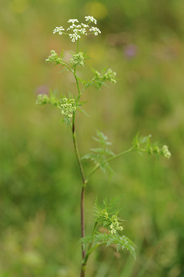 BUITEN BEELD Foto: 131465