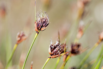 BUITEN BEELD Foto: 131470