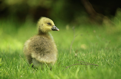 BUITEN BEELD Foto: 131515