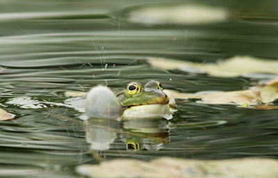 BUITEN BEELD Foto: 131530