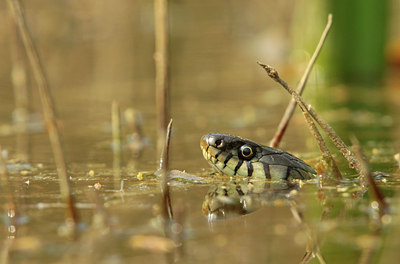 BUITEN BEELD Foto: 131531