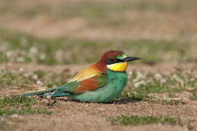 BUITEN BEELD Foto: 131633