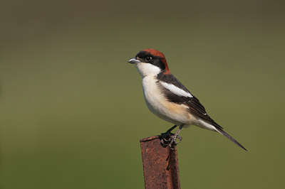 BUITEN BEELD Foto: 131664