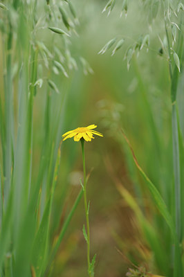 BUITEN BEELD Foto: 131723