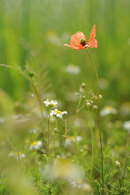 BUITEN BEELD Foto: 131730