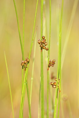 BUITEN BEELD Foto: 131761