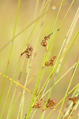 BUITEN BEELD Foto: 131762