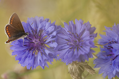 BUITEN BEELD Foto: 131770