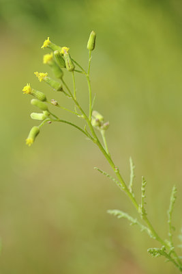 BUITEN BEELD Foto: 131789