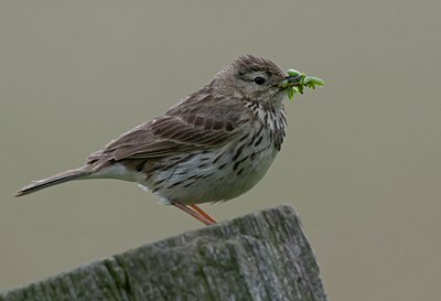 BUITEN BEELD Foto: 131817