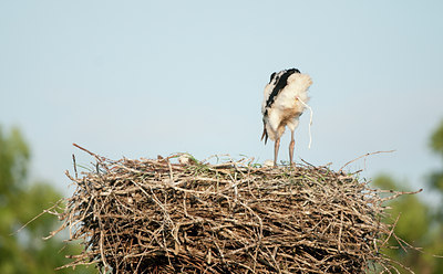 BUITEN BEELD Foto: 131834