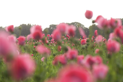 BUITEN BEELD Foto: 131845