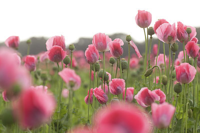 BUITEN BEELD Foto: 131848