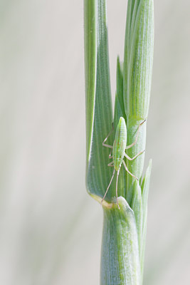 BUITEN BEELD Foto: 131859