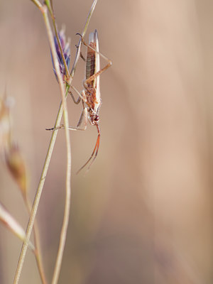 BUITEN BEELD Foto: 131863