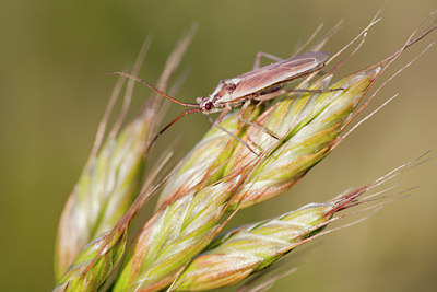 BUITEN BEELD Foto: 131866