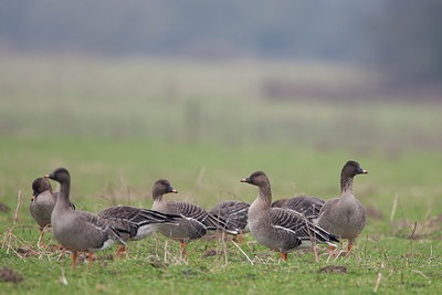 BUITEN BEELD Foto: 131886