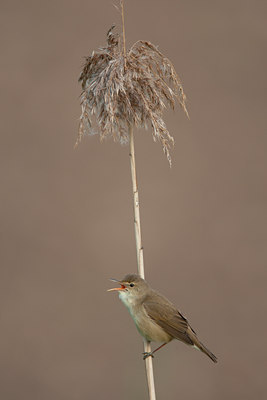 BUITEN BEELD Foto: 131900