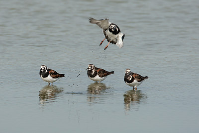 BUITEN BEELD Foto: 131909