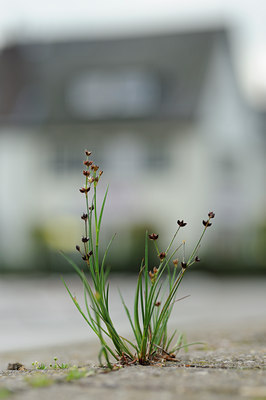 BUITEN BEELD Foto: 131915