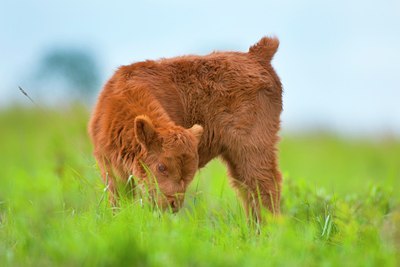 BUITEN BEELD Foto: 132025