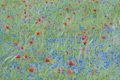 BUITEN BEELD Foto: 132049