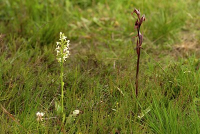 BUITEN BEELD Foto: 132056
