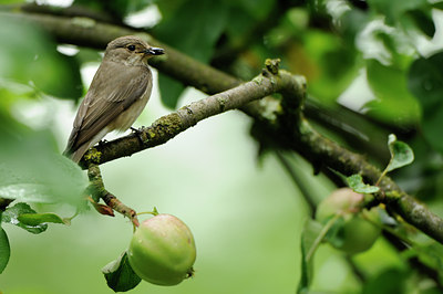 BUITEN BEELD Foto: 132104