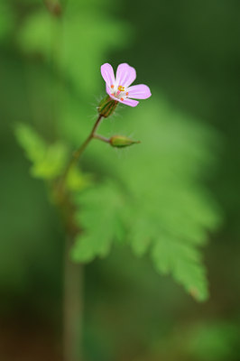 BUITEN BEELD Foto: 132110