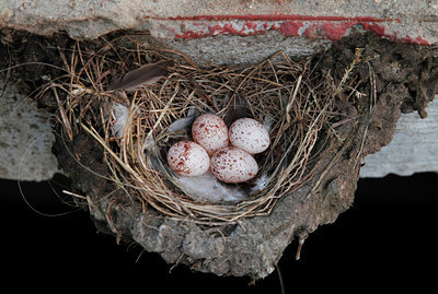 BUITEN BEELD Foto: 132121