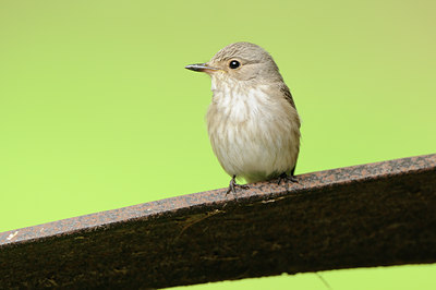 BUITEN BEELD Foto: 132129