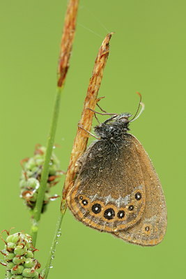BUITEN BEELD Foto: 132145