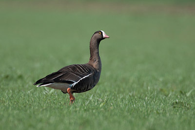 BUITEN BEELD Foto: 132154