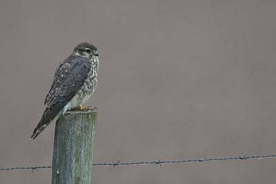 BUITEN BEELD Foto: 132155