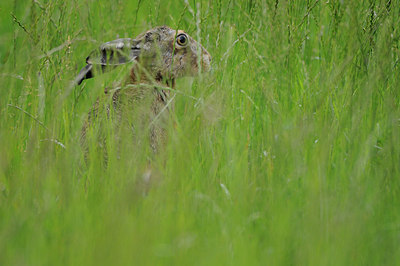 BUITEN BEELD Foto: 132164