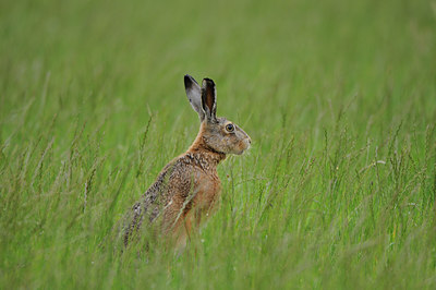 BUITEN BEELD Foto: 132173