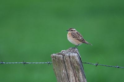 BUITEN BEELD Foto: 132192