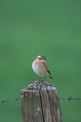 BUITEN BEELD Foto: 132195