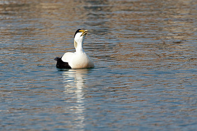 BUITEN BEELD Foto: 132197