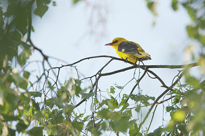 BUITEN BEELD Foto: 132215