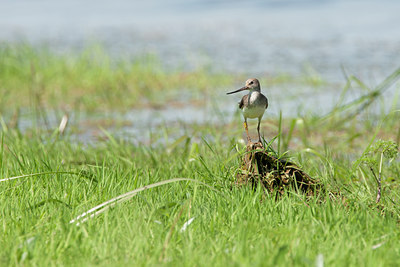 BUITEN BEELD Foto: 132240