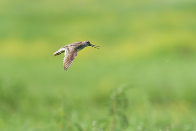 BUITEN BEELD Foto: 132241