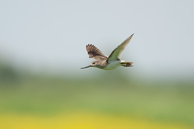 BUITEN BEELD Foto: 132245