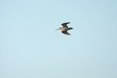 BUITEN BEELD Foto: 132250
